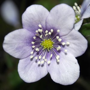 Hepatica nobilis var. pyrenaica Pyrenäenzwerg JP