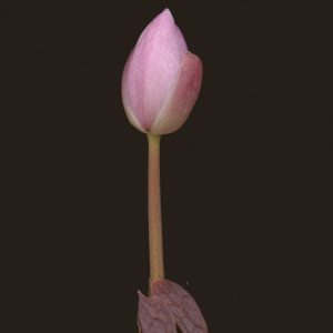 Sanguinaria canadensis Rosea – Bild 3