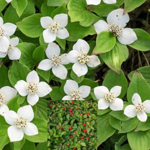 Cornus canadensis