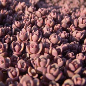 Sedum spathulifolium Purpureum