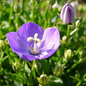 Campanula carpatica Arunea