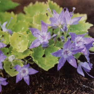 Campanula garganica Dicksons Gold