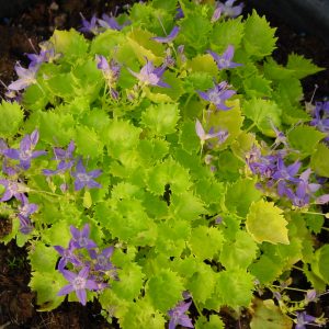 Campanula garganica Dicksons Gold – Bild 2
