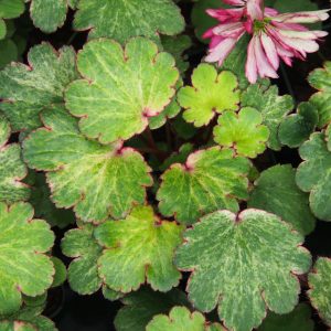 Saxifraga cortusifolia Dancing Pixis ® Talea – Bild 4