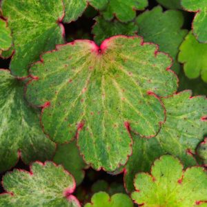 Saxifraga cortusifolia Dancing Pixis ® Talea – Bild 5