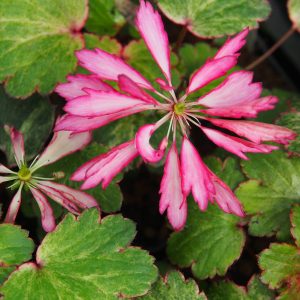 Saxifraga cortusifolia Dancing Pixis ® Talea – Bild 6