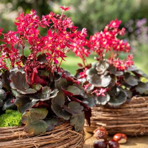 Saxifraga cortusifolia Dancing Pixis ® Tally (Qualität I 1 L Tb) – Bild 5