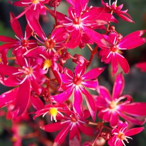 Saxifraga cortusifolia Dancing Pixis ® Tally (Qualität I 1 L Tb) – Bild 6
