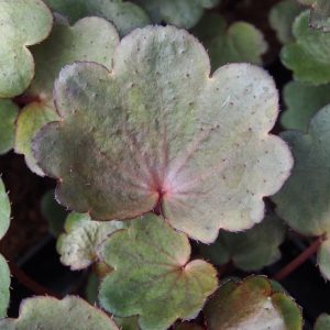 Saxifraga cortusifolia Dancing Pixis ® Tally (Qualität I 1 L Tb) – Bild 4