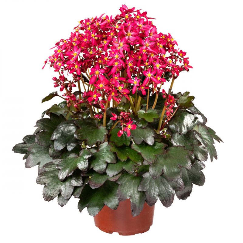 Saxifraga cortusifolia Dancing Pixis ® Tessy