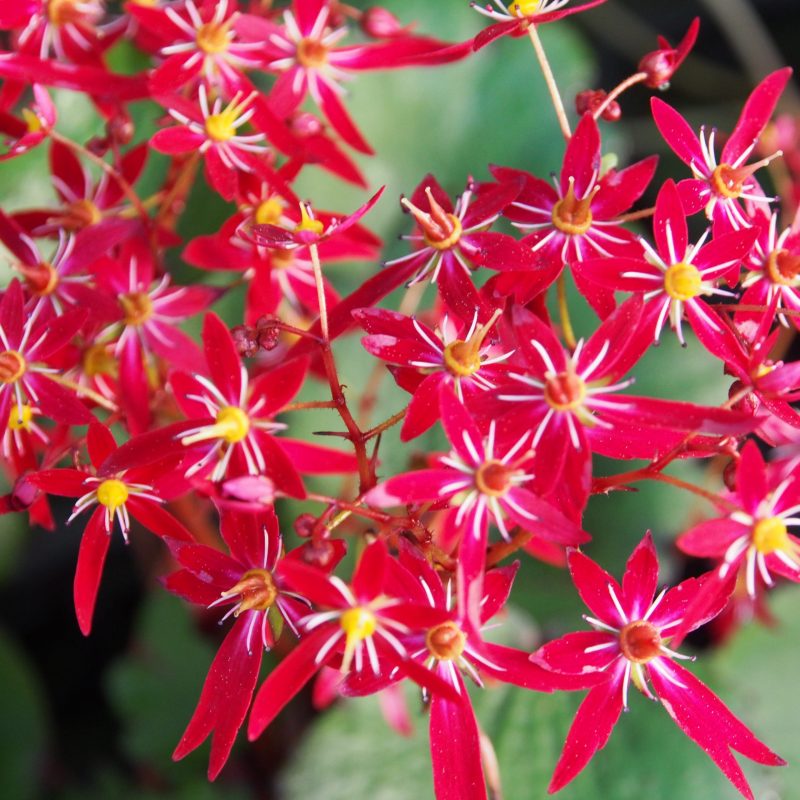 Saxifraga cortusifolia Dancing Pixis ® Texi