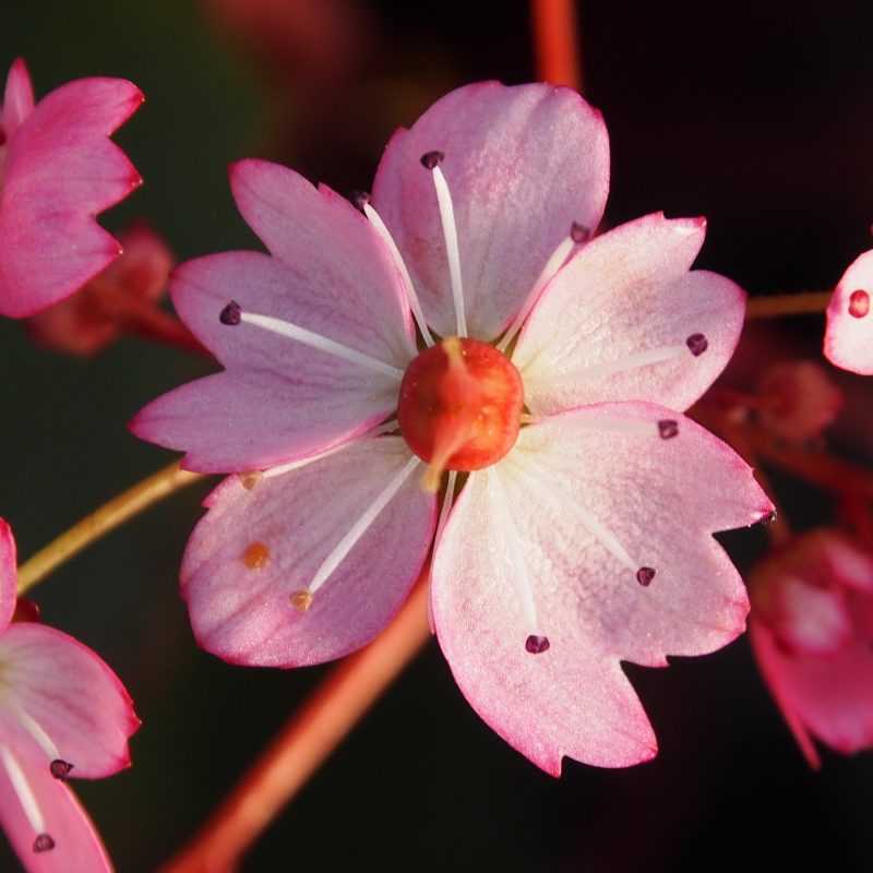 Saxifraga cortusifolia Dancing Pixis ® Tilda