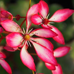 Saxifraga cortusifolia Dancing Pixis ® Trina