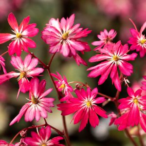 Saxifraga cortusifolia Dancing Pixis ® Talea – Bild 2