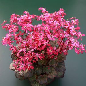 Saxifraga cortusifolia Dancing Pixis ® Talea