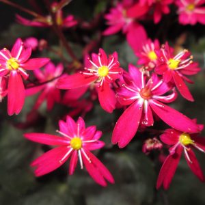 Saxifraga cortusifolia Dancing Pixis ® Tally (Qualität I 1 L Tb) – Bild 2
