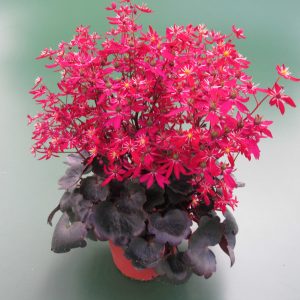 Saxifraga cortusifolia Dancing Pixis ® Tally (Qualität I 1 L Tb)