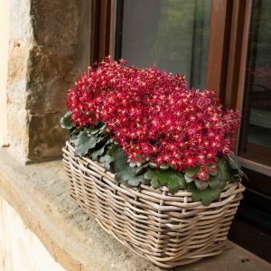 Saxifraga cortusifolia Dancing Pixis ® Texi – Bild 2