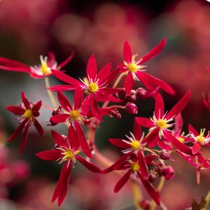 Saxifraga cortusifolia Dancing Pixis ® Texi – Bild 3