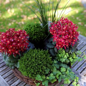 Saxifraga cortusifolia Dancing Pixis ® Texi – Bild 4