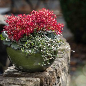Saxifraga cortusifolia Dancing Pixis ® Texi – Bild 5