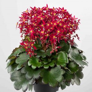 Saxifraga cortusifolia Dancing Pixis ® Texi