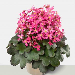 Saxifraga cortusifolia Dancing Pixis ® Tinka