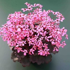 Saxifraga cortusifolia Dancing Pixis ® Toni