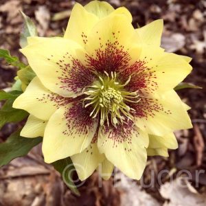 Helleborus x hybridus ' SP Abby '