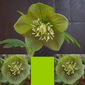 Helleborus x hybridus ' Singel Green/Green Spotted '