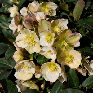 Helleborus x ericsmithii ' HGC Marlon ' ®