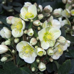 Helleborus x ericsmithii ' HGC Marlon ' ® – Bild 2