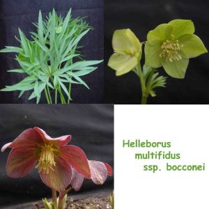 Helleborus multifidus ssp. bocconei (Jungpflanzen)