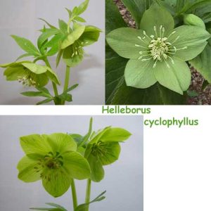 Helleborus cyclophyllus (Jungpflanzen)
