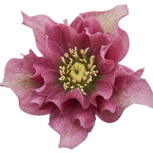 Helleborus x hybridus ' VIV Mirabella '
