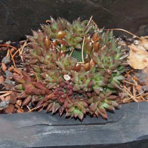 Orostachys spinosus Chocolate