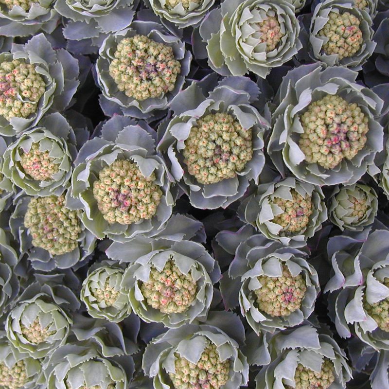 Rhodiola rosea f. arcticum