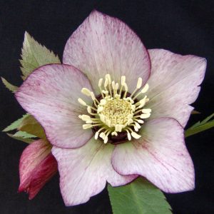 Helleborus x orientalis Jungpflanze ' Roter Januar JP '
