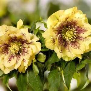 Helleborus x hybridus ' SP Abby ' – Bild 2