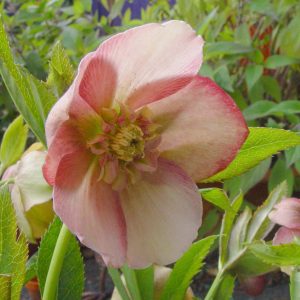 Helleborus x hybridus ' Apricot Anemone '