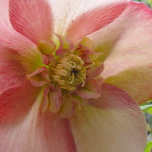 Helleborus x hybridus ' Apricot Anemone ' – Bild 2