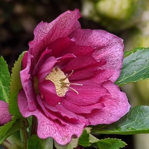 Helleborus x hybridus ' VIV Mirabella ' – Bild 2