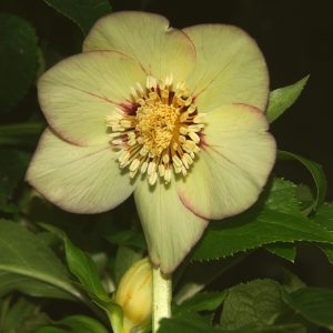 Helleborus x hyb. Quintessa Apricot
