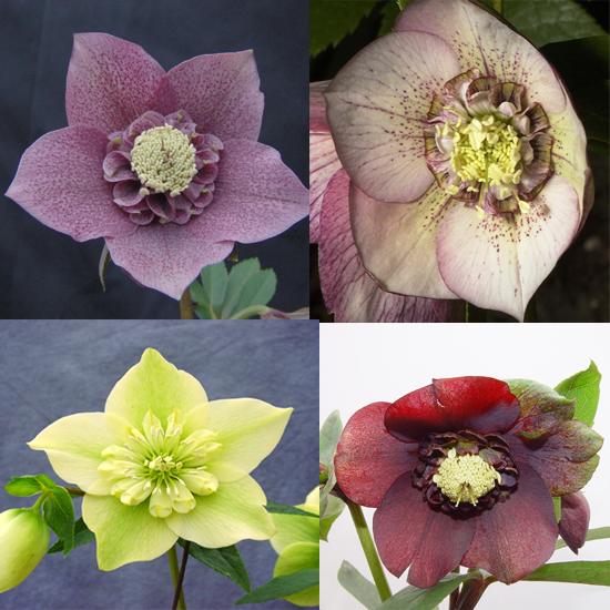 Helleborus x orientalis ' Anemone MIX '