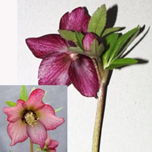 Helleborus x orientalis Jungpflanze ' Roter Januar JP ' – Bild 2
