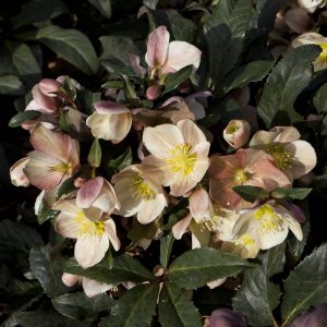 Helleborus x ballardiae ' HGC Camelot ' ®
