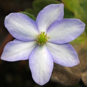 Hepatica x transs-japonica Aljascha OB