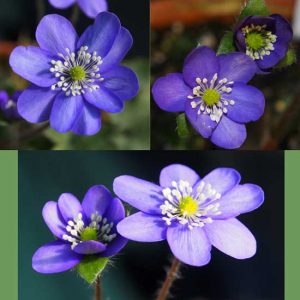 Hepatica x petersii Arya JP (1 L Tb)