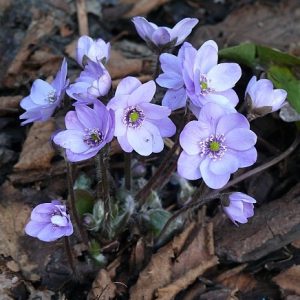 Hepatica x media Avatar AH – Bild 2