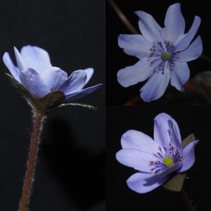 Hepatica x media Bergsee AH